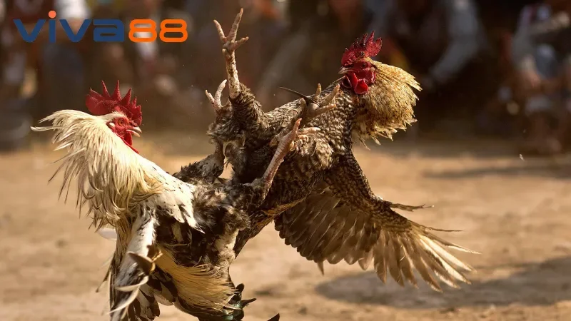 Đá Gà Viva88 – Huyết Chiến Rực Lửa, Rinh Tiền Liền Tay!