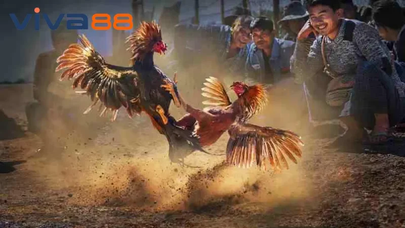 Đá Gà Viva88 – Huyết Chiến Rực Lửa, Rinh Tiền Liền Tay!