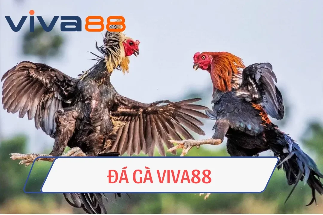 Sòng Bài Viva88 Lựa Chọn Lý Tưởng Dành Cho Cược Thủ