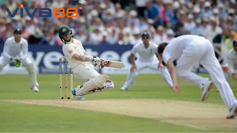 Cricket Viva88 - Địa Điểm Cá Cược Thể Thao Đẳng Cấp
