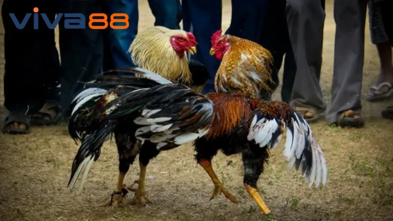Đá Gà Viva88 – Huyết Chiến Rực Lửa, Rinh Tiền Liền Tay!