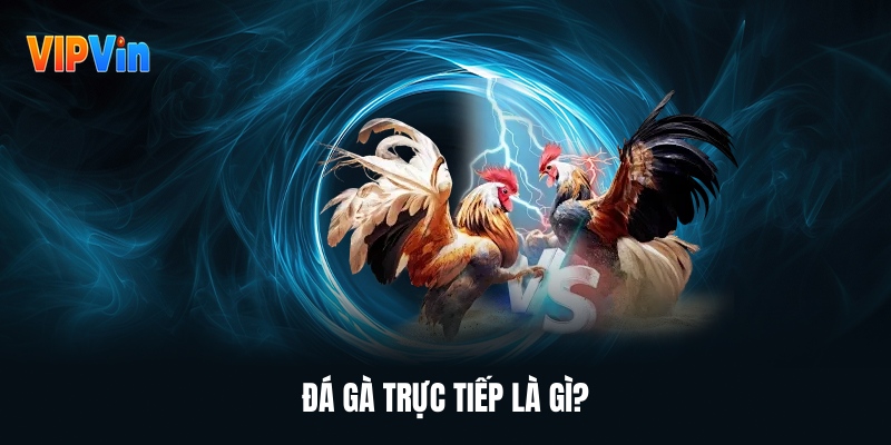 Đá Gà Trực Tiếp – Trải Nghiệm Cá Cược Hấp Dẫn Mỗi Ngày