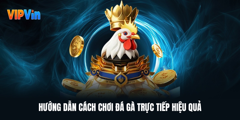 Đá Gà Vipwin – Cá Cược Đá Gà Trực Tuyến Uy Tín Hấp Dẫn