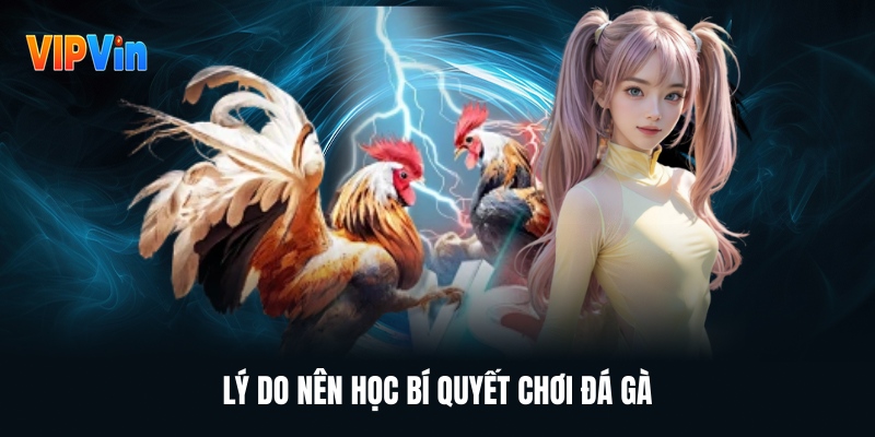 Bí Quyết Chơi Đá Gà – Kinh Nghiệm Tổng Hợp Dành Cho Người Mới