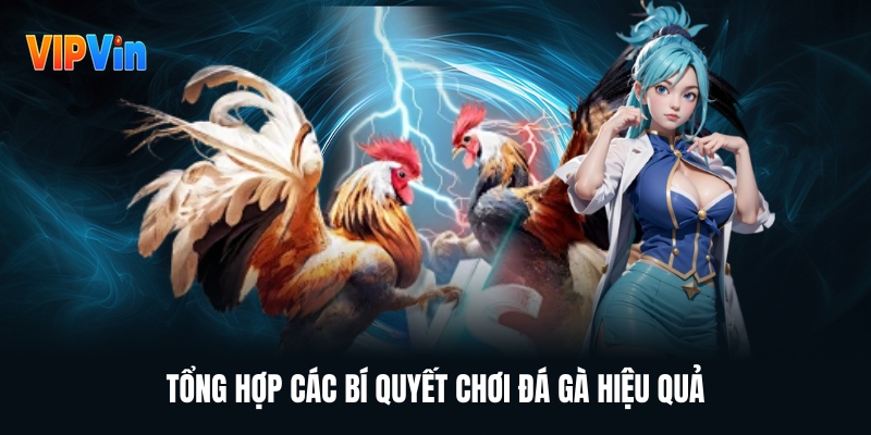 Bí Quyết Chơi Đá Gà – Kinh Nghiệm Tổng Hợp Dành Cho Người Mới