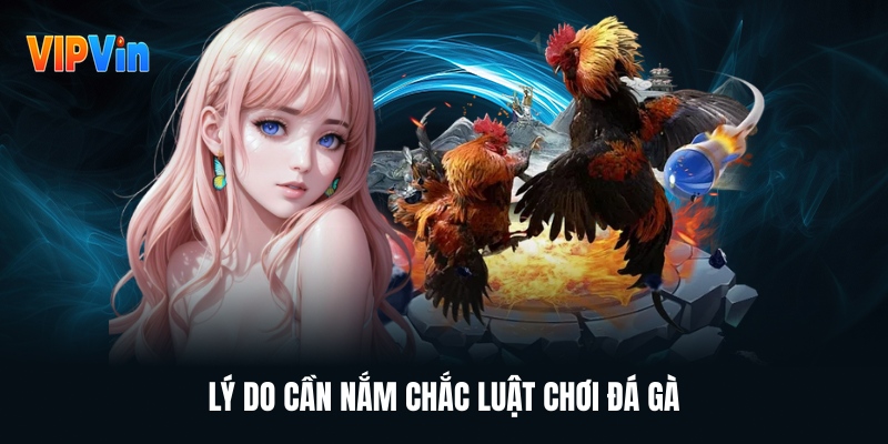 Luật Chơi Đá Gà – Kiến Thức Bắt Buộc Cho Người Chơi Muốn Thắng Dài - Vipwin - Nhà Cái Vipwin.Com Nhà Cái Uy Tín Đăng Ký Tặng 100K