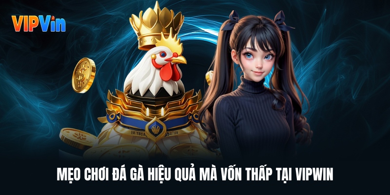 Đá Gà Vipwin – Cá Cược Đá Gà Trực Tuyến Uy Tín Hấp Dẫn